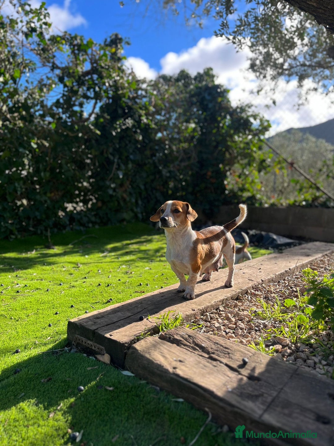 Jack Russell Terrier perros en venta: Jack patas cortas 🐾 - Anuncio 5