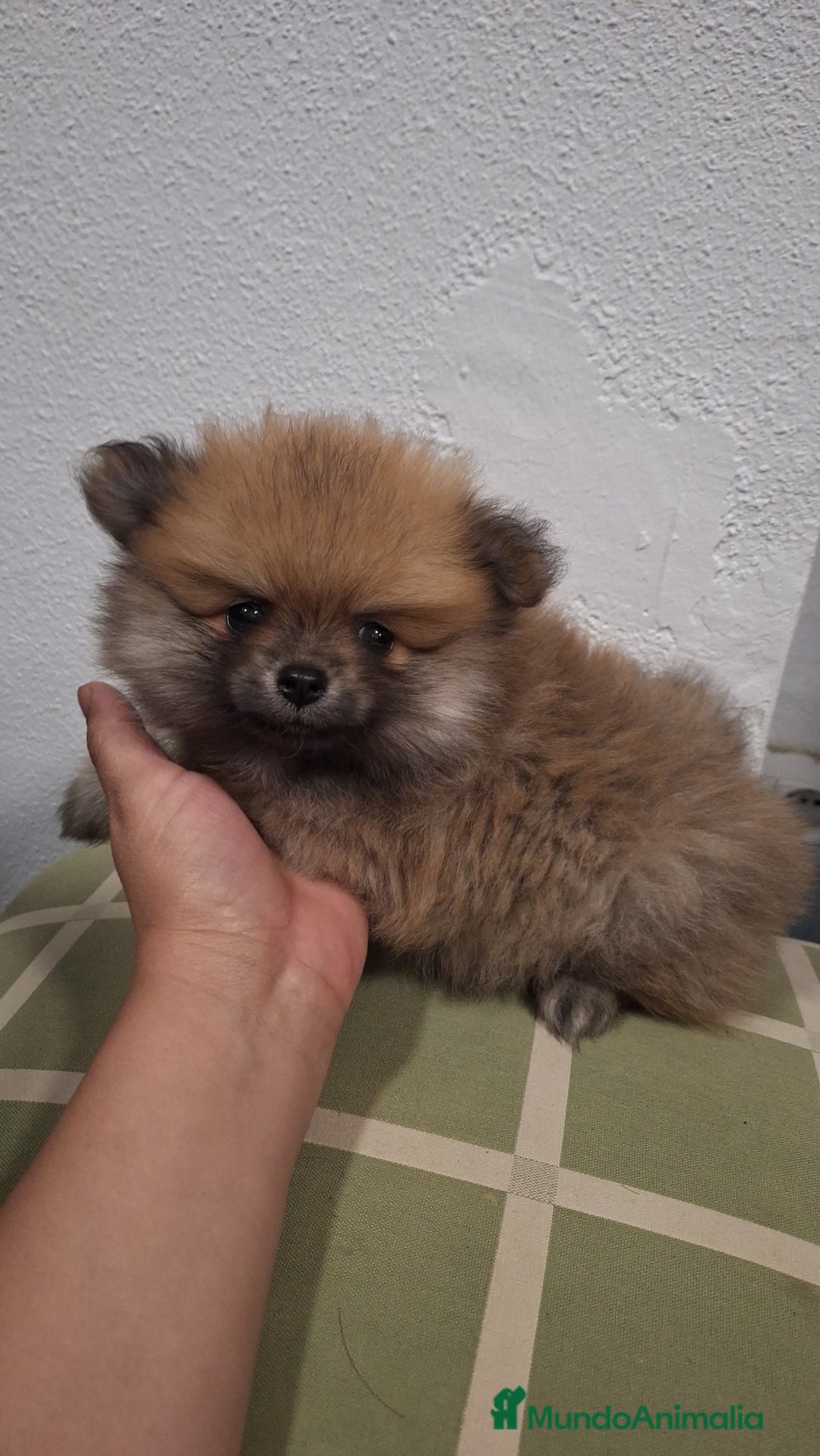 Pomerania perros en venta: Pomerania  - Anuncio 3