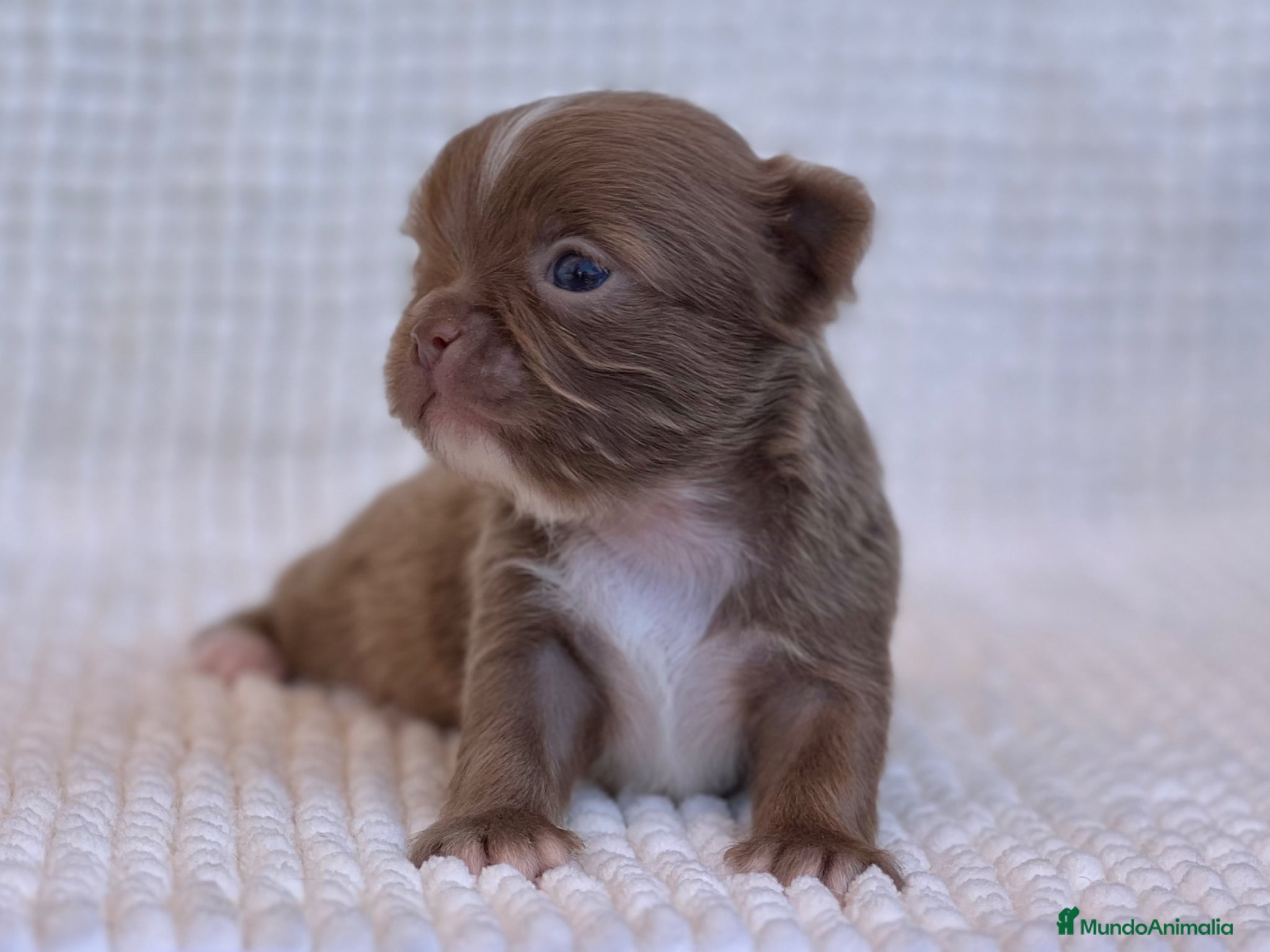 Chihuahua perros CHIHUAHUA LILAC CABEZA DE MANZANA PELO LARGO - Anuncio 15