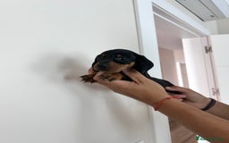 Teckel Miniatura perros en venta: teckel mini  - Imagen 8