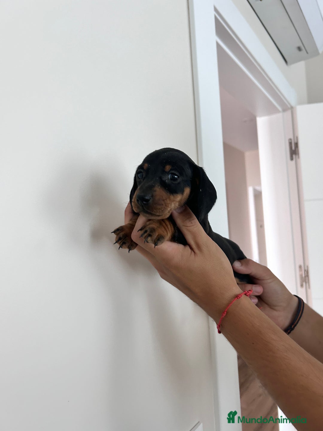 Teckel Miniatura perros en venta: teckel mini  - Imagen 8