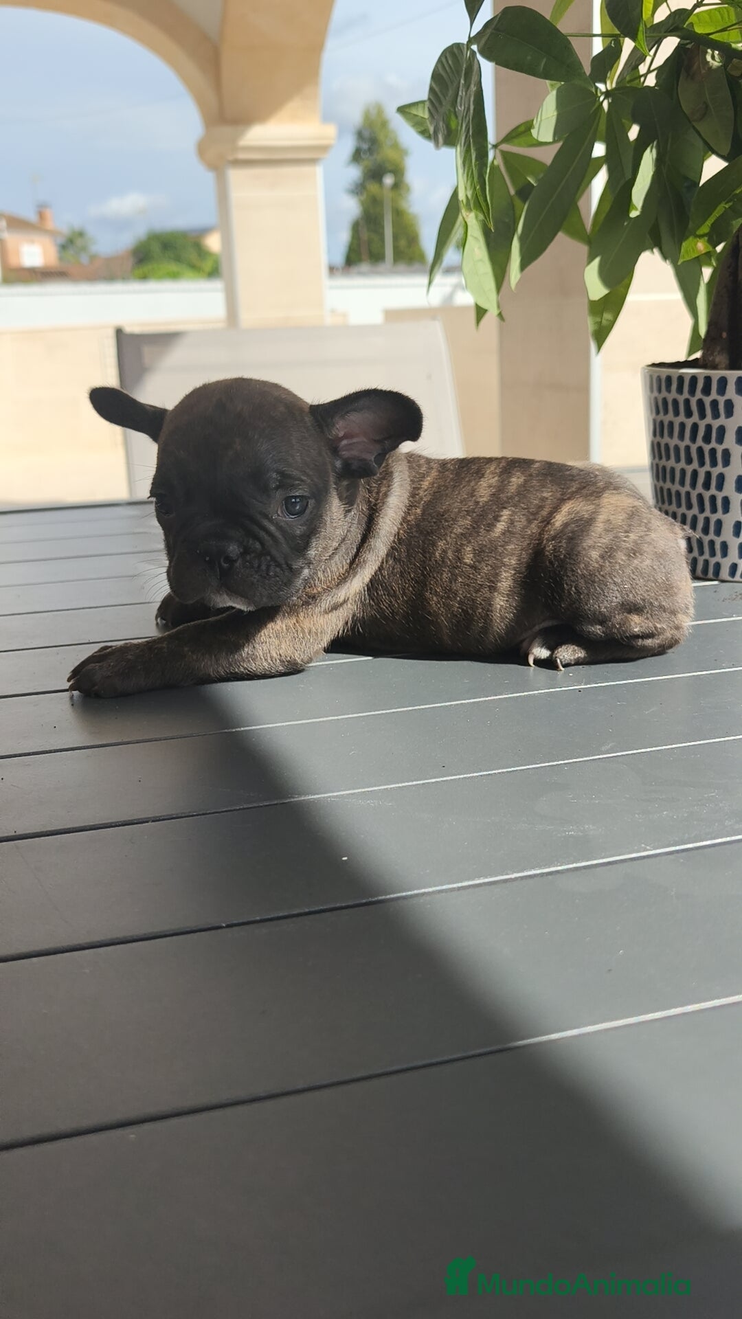 Bulldog Francés perros en venta: Bulldog Francés macho y hembra  - Imagen 3