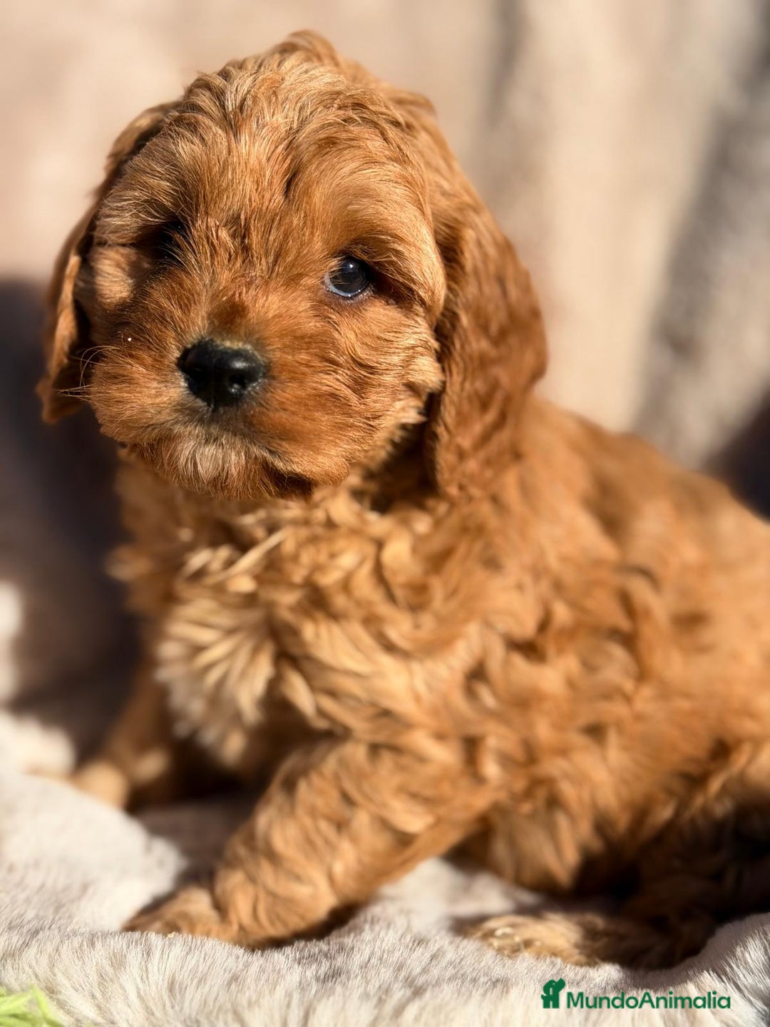 Cavapoo perros en venta: CAVAPOO ROJO - Anuncio 1
