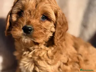 Cavapoo perros CAVAPOO ROJO - Anuncio 7
