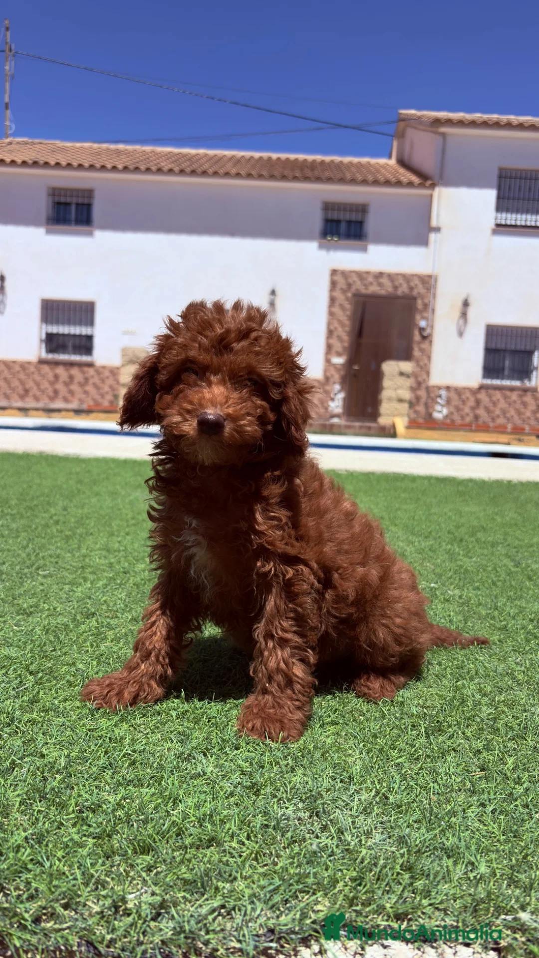 Caniche Enano perros en venta: Caniche Enano - Anuncio 2