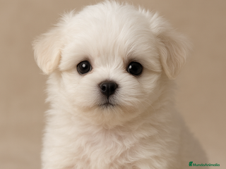 Bichón Maltés perros 🌟 BICHÓN MALTÉS LÍNEA COREANA · EXCELENCIA E - Anuncio 22