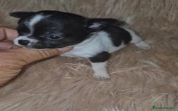 Chihuahua perros en venta: Chihuahuas rusos mini toy  - Imagen 16