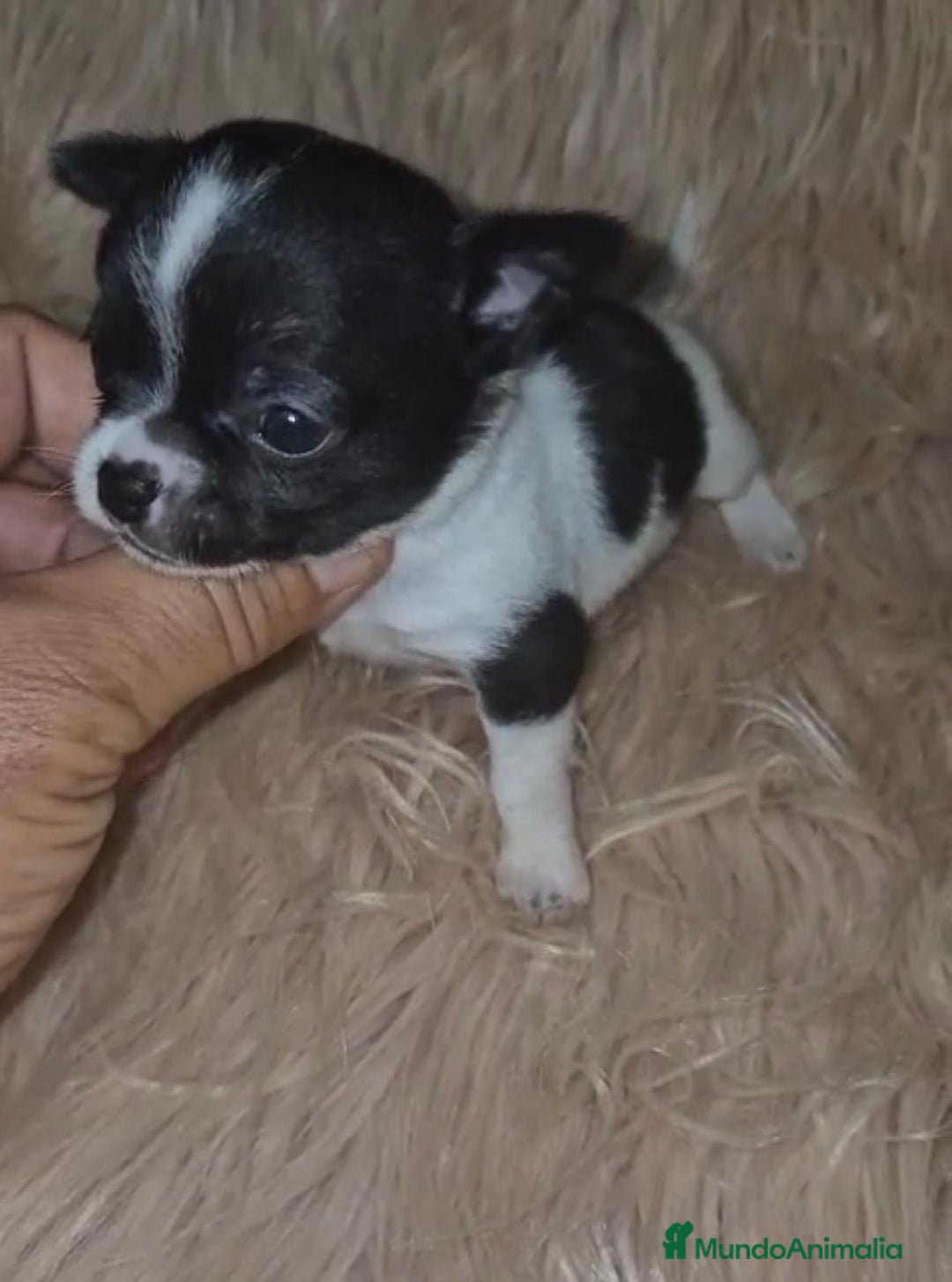 Chihuahua perros en venta: Chihuahuas rusos mini toy  - Imagen 16