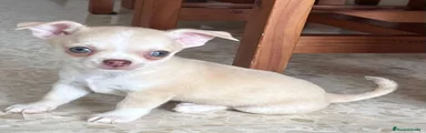 Chihuahua 1