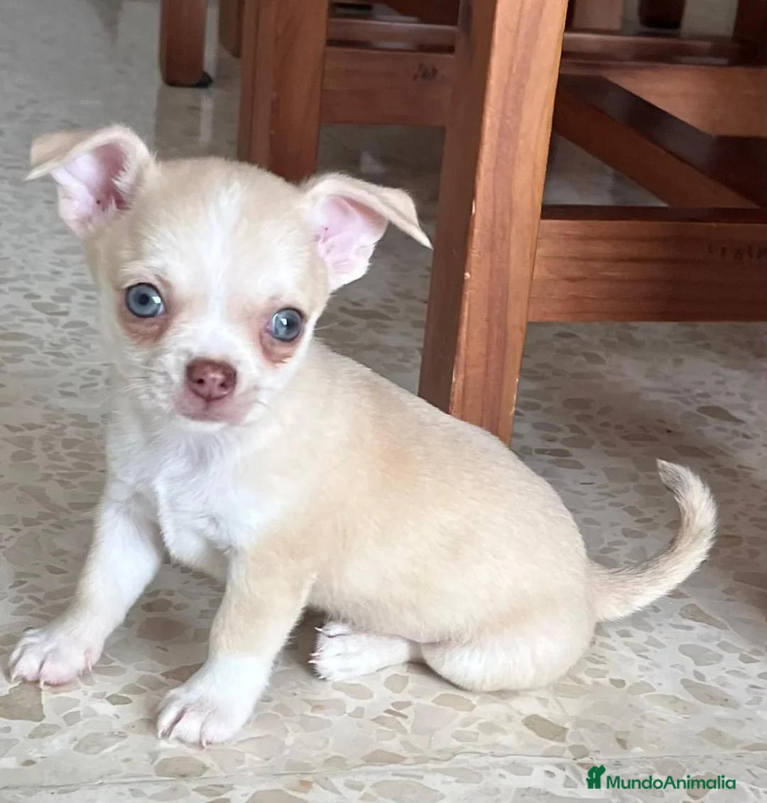 Chihuahua perros en venta: Chihuahua toy  - Anuncio 2