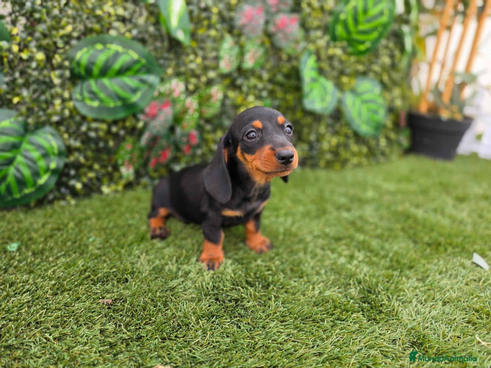 Teckel Miniatura perros TECKEL MINIATURA & KANNINCHEN - Anuncio 2