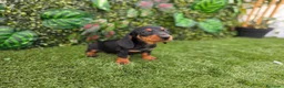 Teckel Miniatura perros en venta: TECKEL MINIATURA & KANNINCHEN - Anuncio 1