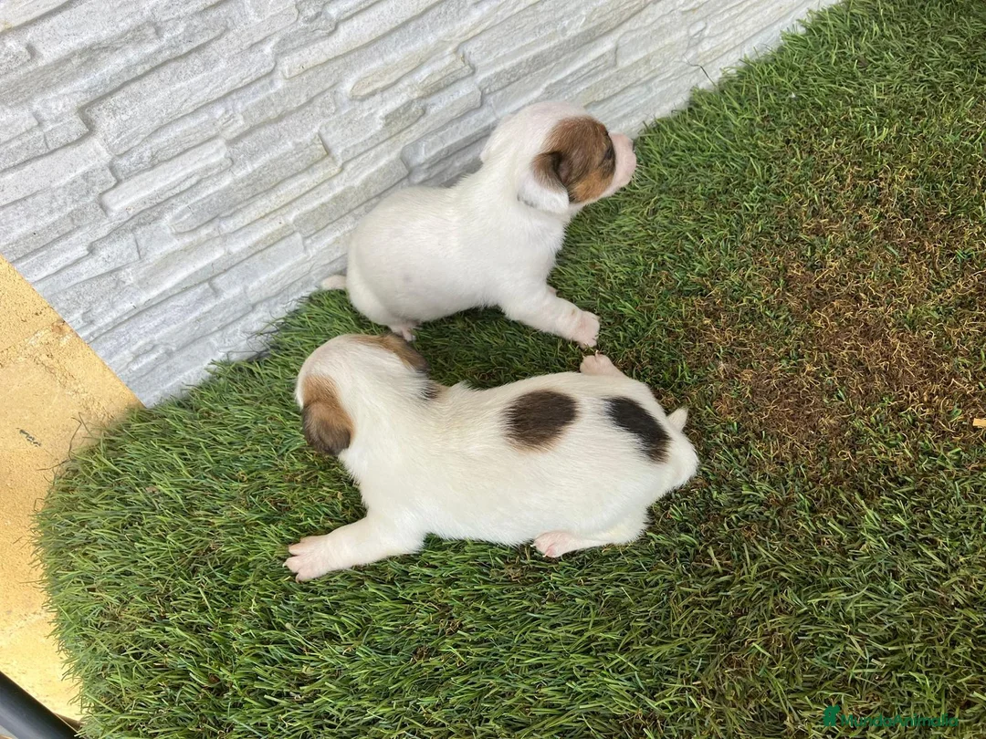 Jack Russell Terrier perros en venta: Jack Russell  - Anuncio 4