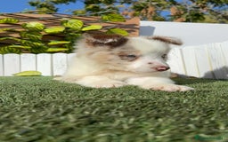 Border Collie perros en venta: BORDER COLLIE - Anuncio 21