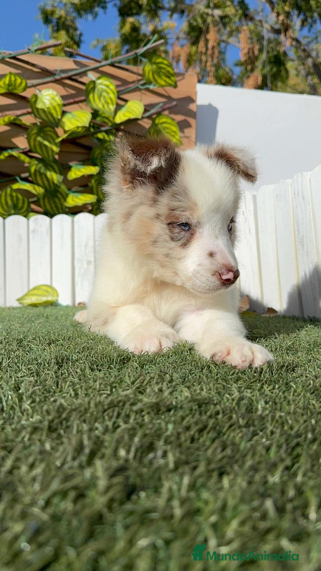 Border Collie perros en venta: BORDER COLLIE - Anuncio 21