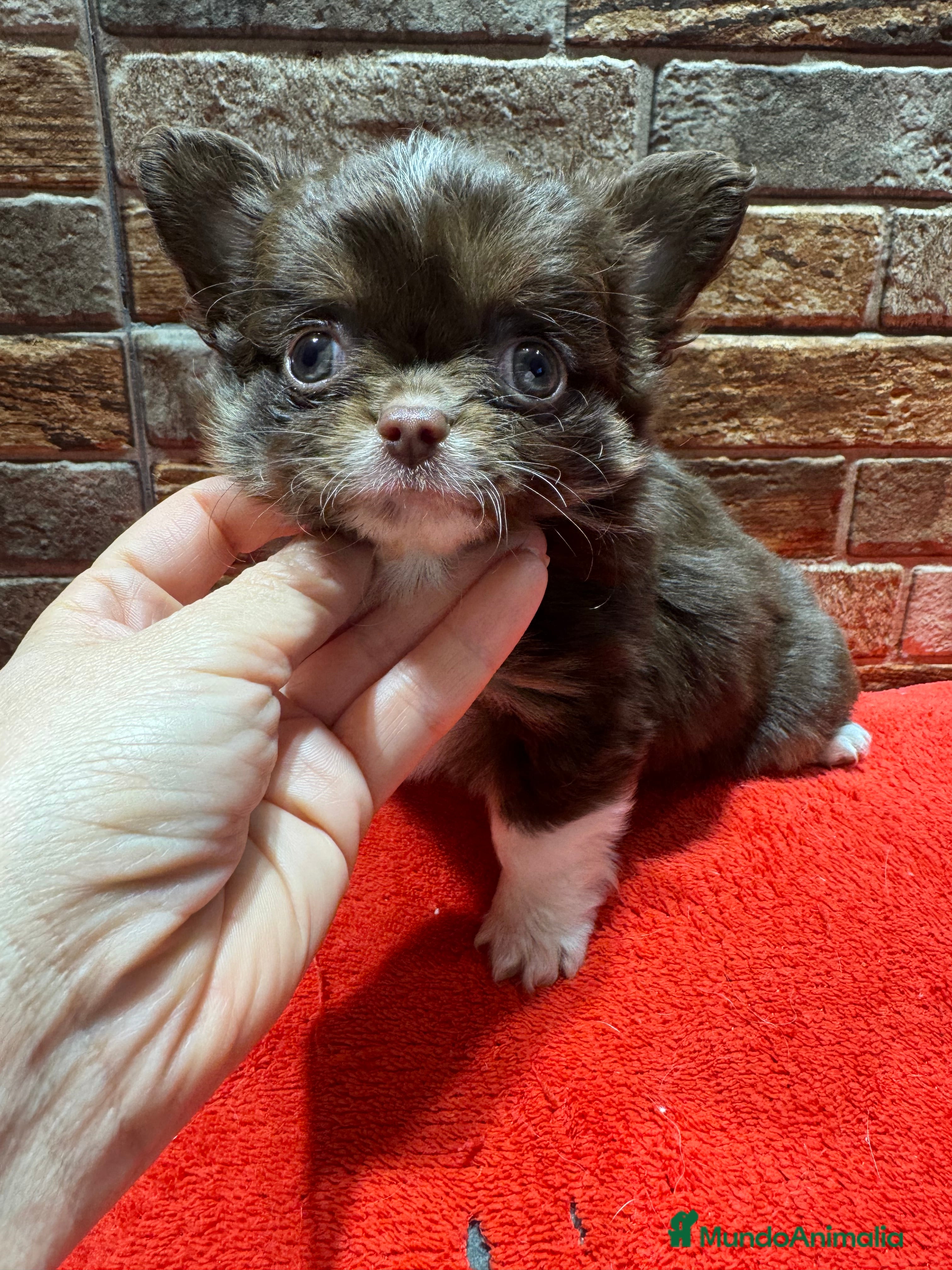 Chihuahua perros Chihuahua línea rusa  - Anuncio 1