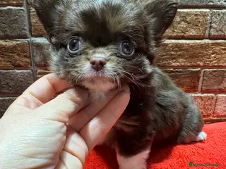 Chihuahua perros Chihuahua línea rusa - Anuncio 23