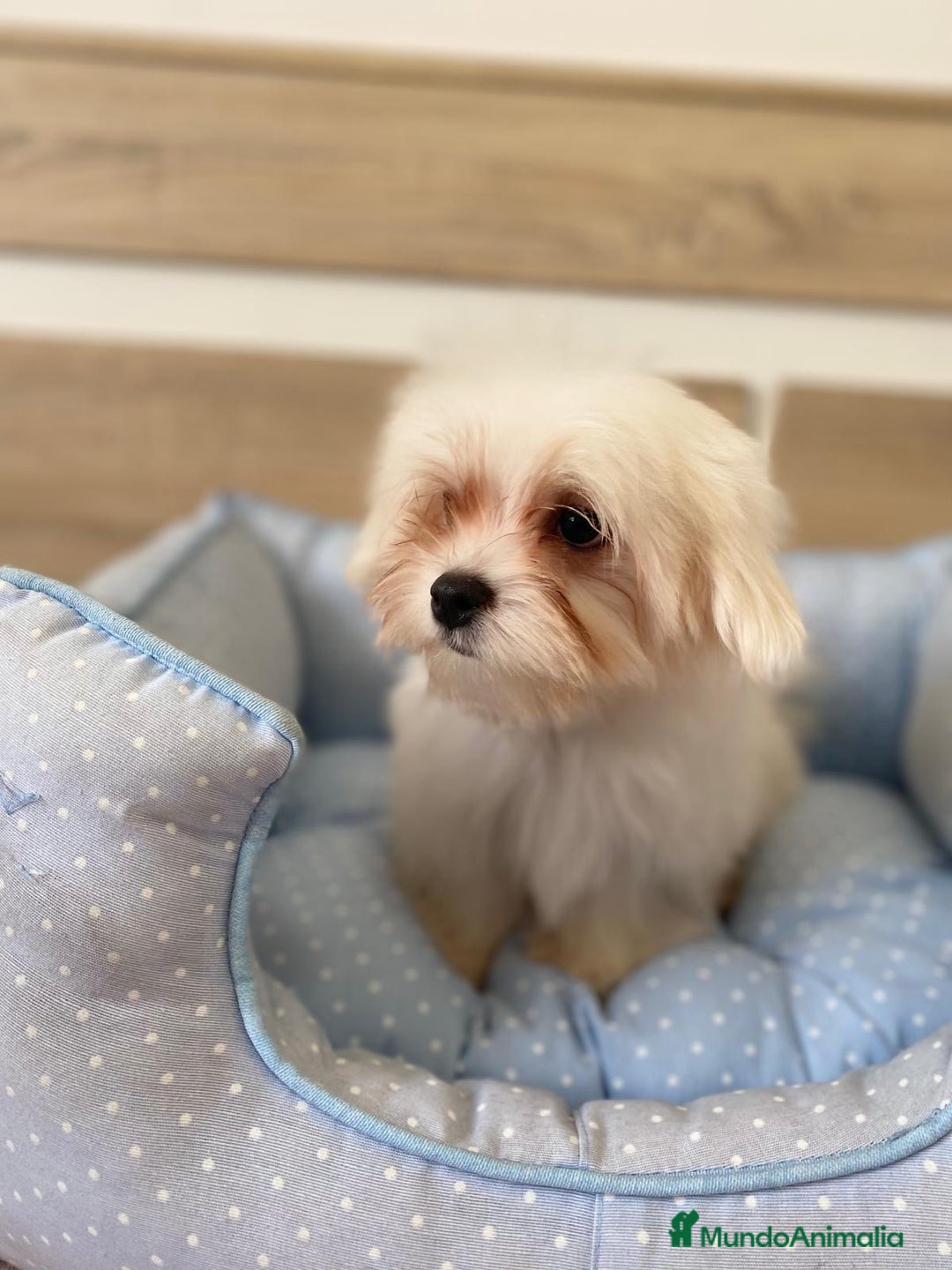 Bichón Maltés perros en venta: BICHON MALTES - Anuncio 11