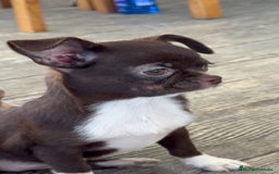 Chihuahua perros en venta: 🌟 Merlé, chocolate y elegancia total 🍫 - Imagen 8