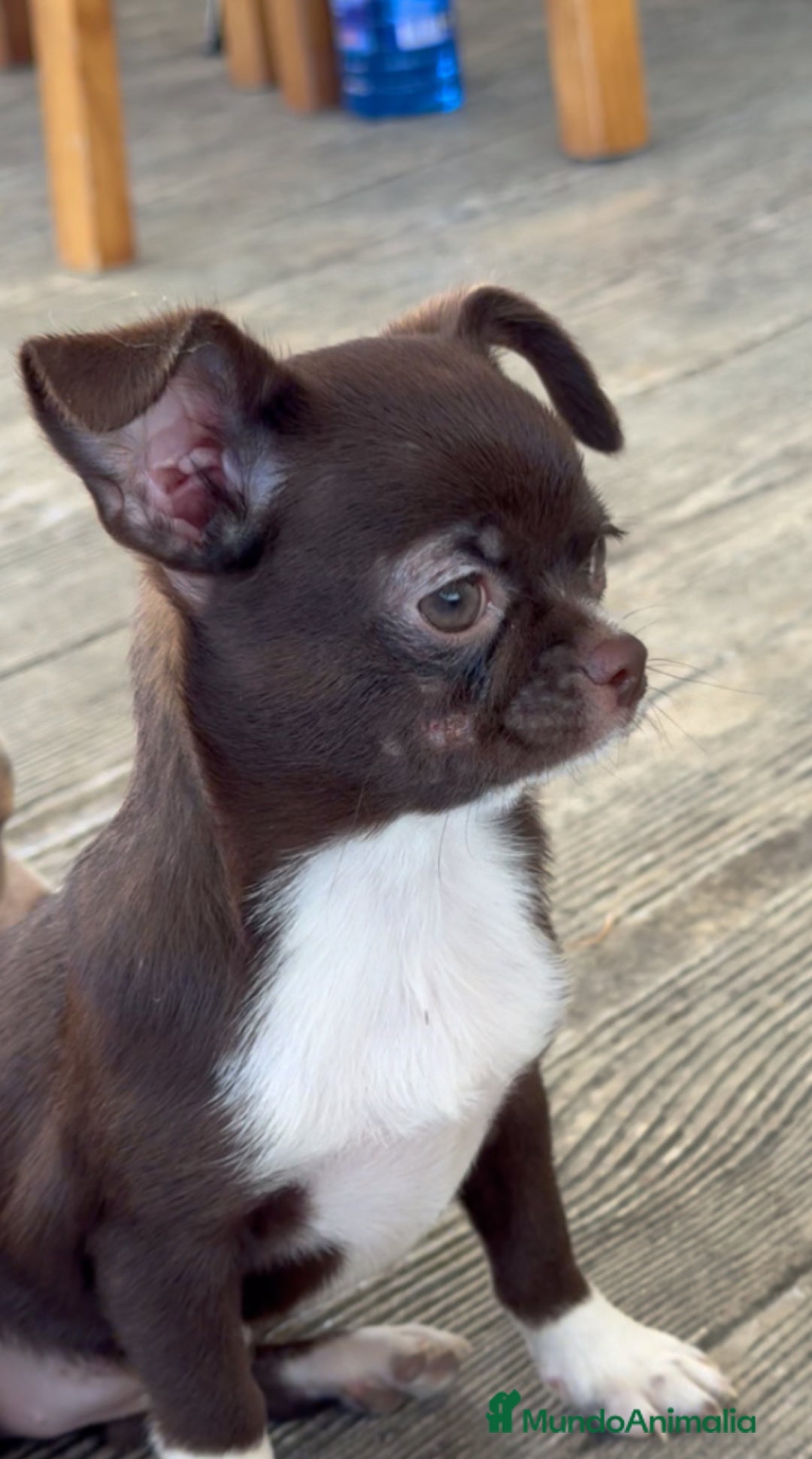 Chihuahua perros en venta: 🌟 Merlé, chocolate y elegancia total 🍫 - Imagen 8