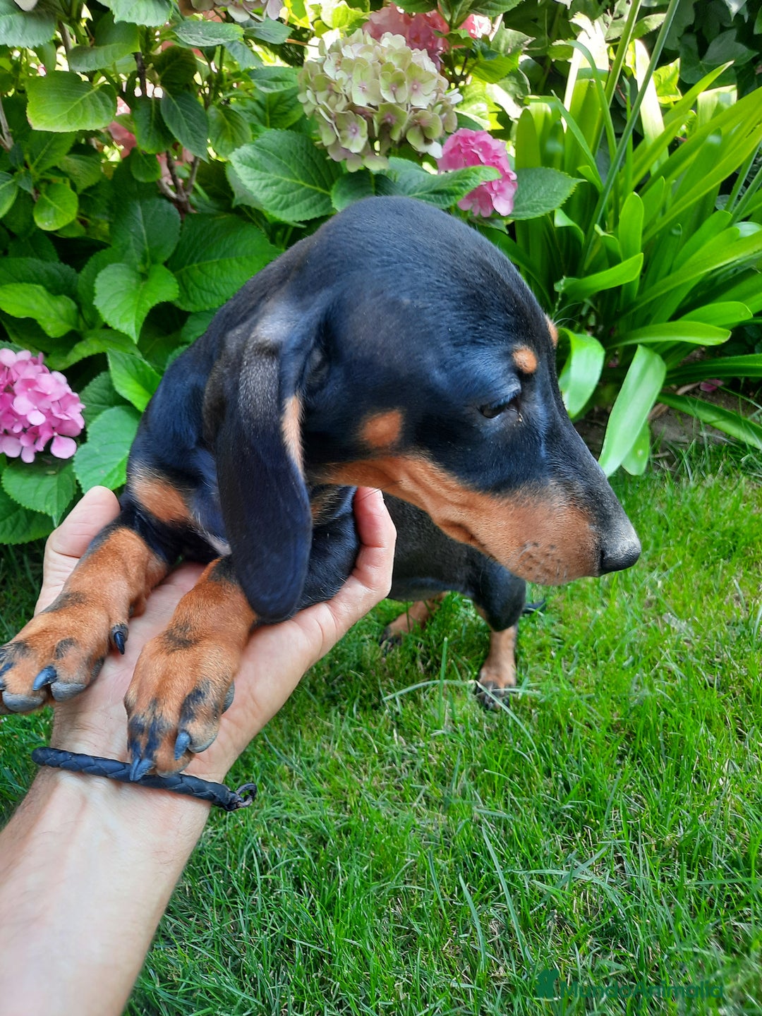 Teckel perros en venta: Teckel Pelo corto  - Imagen 1