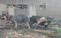 Bulldog Francés perros en venta: Bulldog francés exótico distintos colores - Imagen 10
