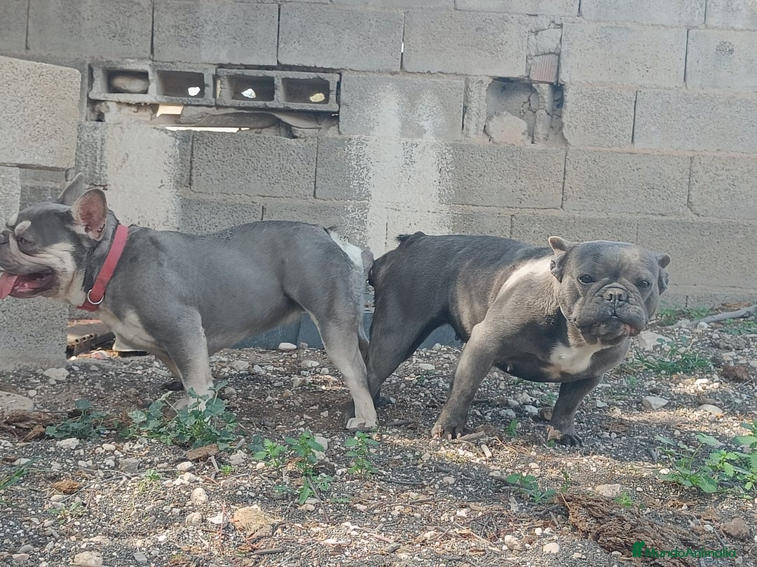Bulldog Francés perros en venta: Bulldog francés exótico distintos colores - Imagen 10