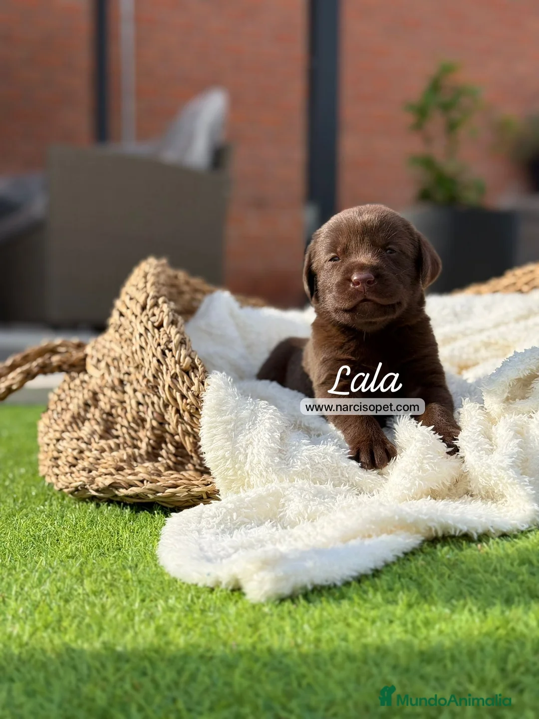 Labrador Retriever perros en venta: LABRADOR HEMBRA - Anuncio 2