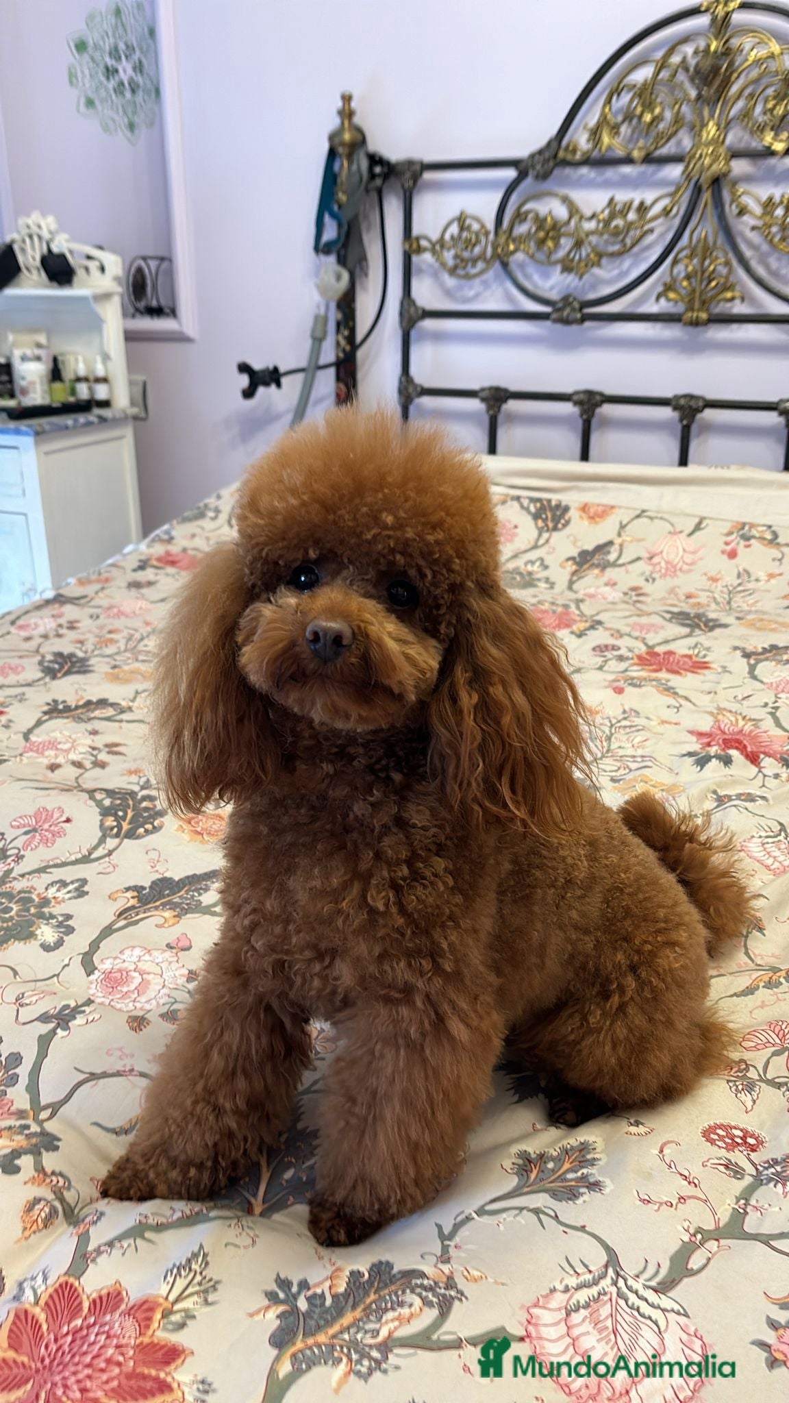 Caniche Toy perros Camada de caniches toy  - Anuncio 4