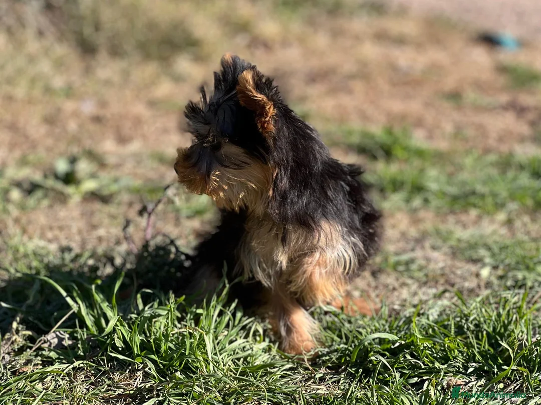 Yorkshire Terrier perros en venta: YORKSHIRE TOY MACHO DISPONIBLE! en Barcelona - Anuncio 5