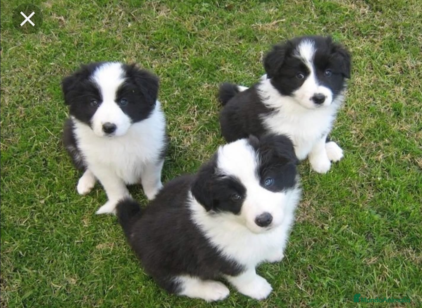 Border Collie perros Border collie - Anuncio 1