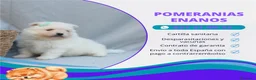 Pomerania perros en venta: IMPRESIONANTES POMERANIA MACHOS Y HEMBRAS - Anuncio 8