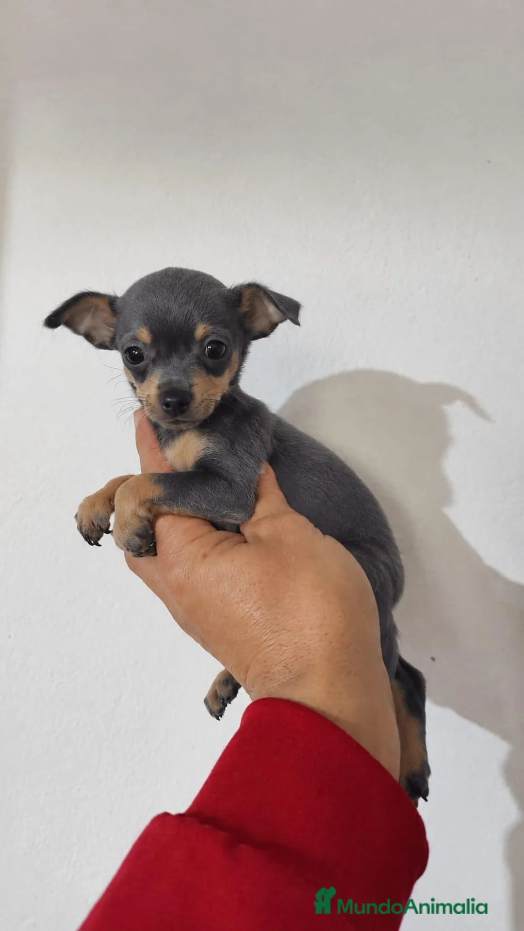 Pinscher Miniatura perros en venta: Pincher miniatura blue - Anuncio 1