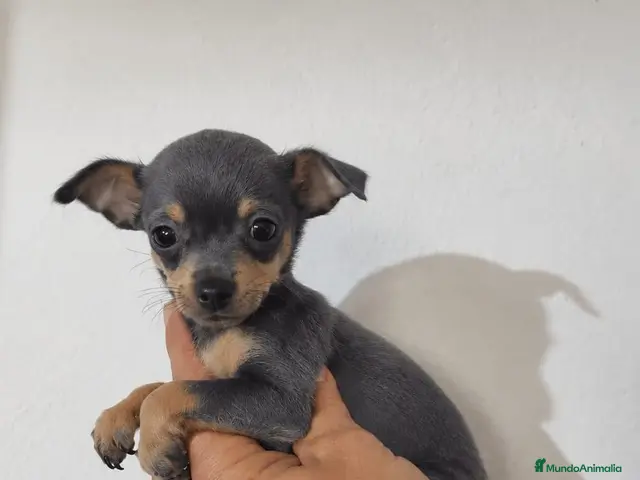 Pinscher Miniatura perros Pincher miniatura blue - Anuncio 4