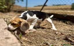 Beagle perros en venta: Beagle tricolor  - Imagen 4