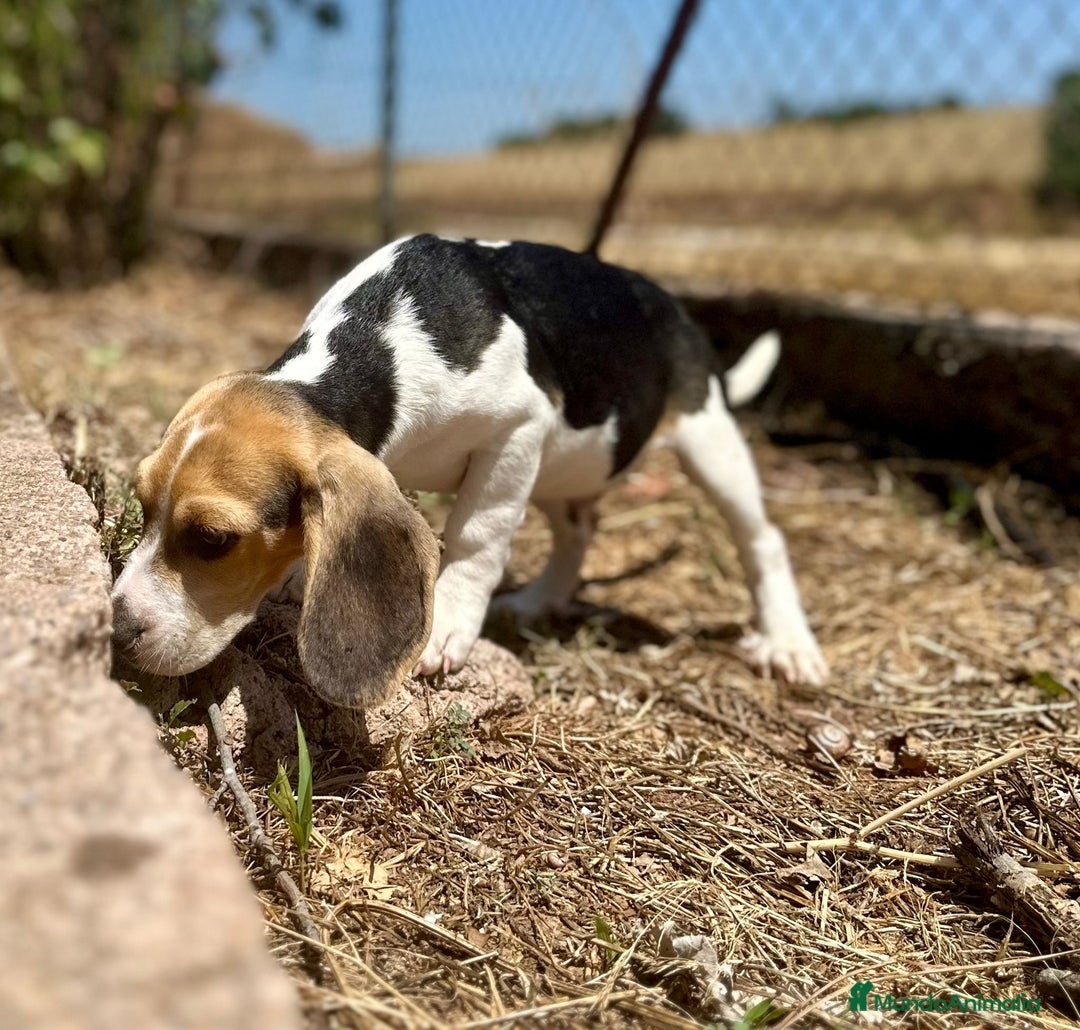 Beagle perros en venta: Beagle tricolor  - Imagen 4
