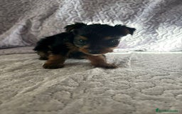 Yorkshire Terrier perros en venta: Yorkshire mini - Imagen 10