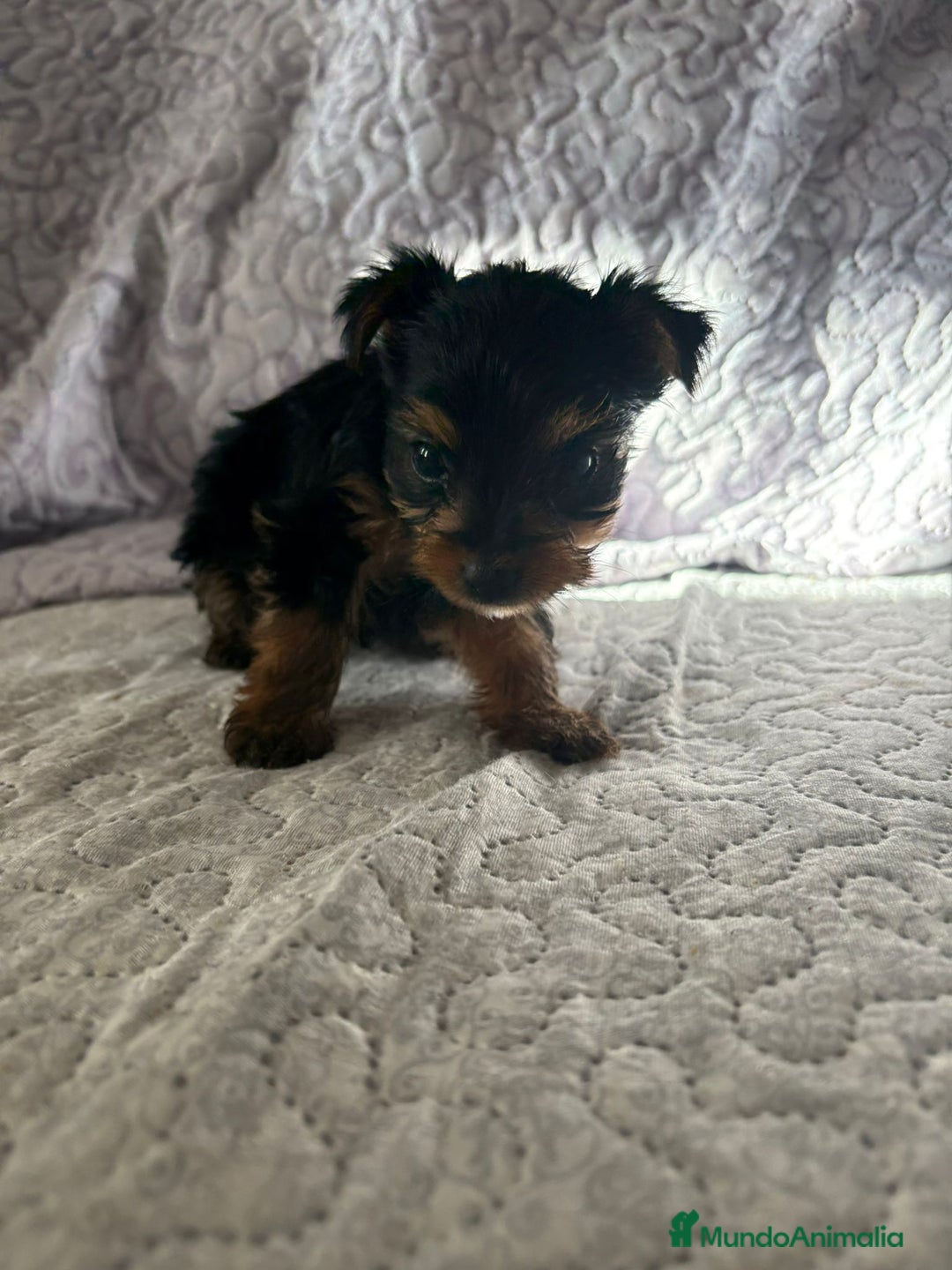 Yorkshire Terrier perros en venta: Yorkshire mini - Imagen 10