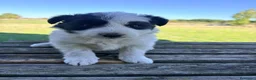 Border Collie perros en venta: Border Collie - Anuncio 30