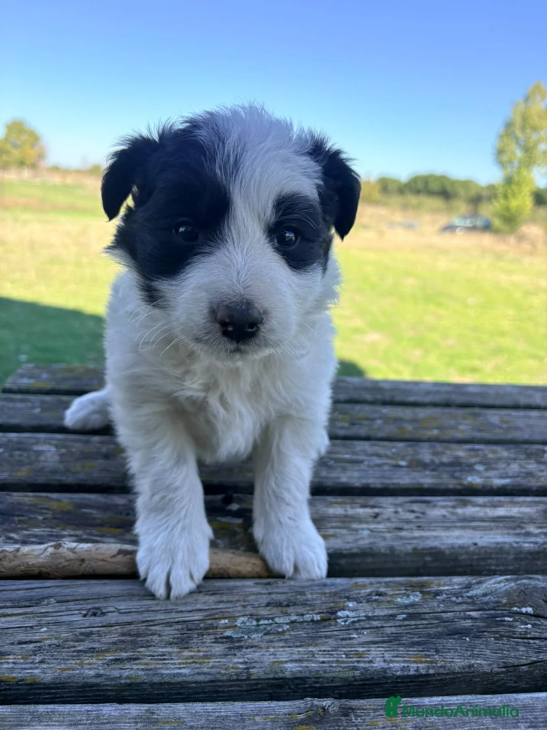 Border Collie perros en venta: Border Collie - Anuncio 30