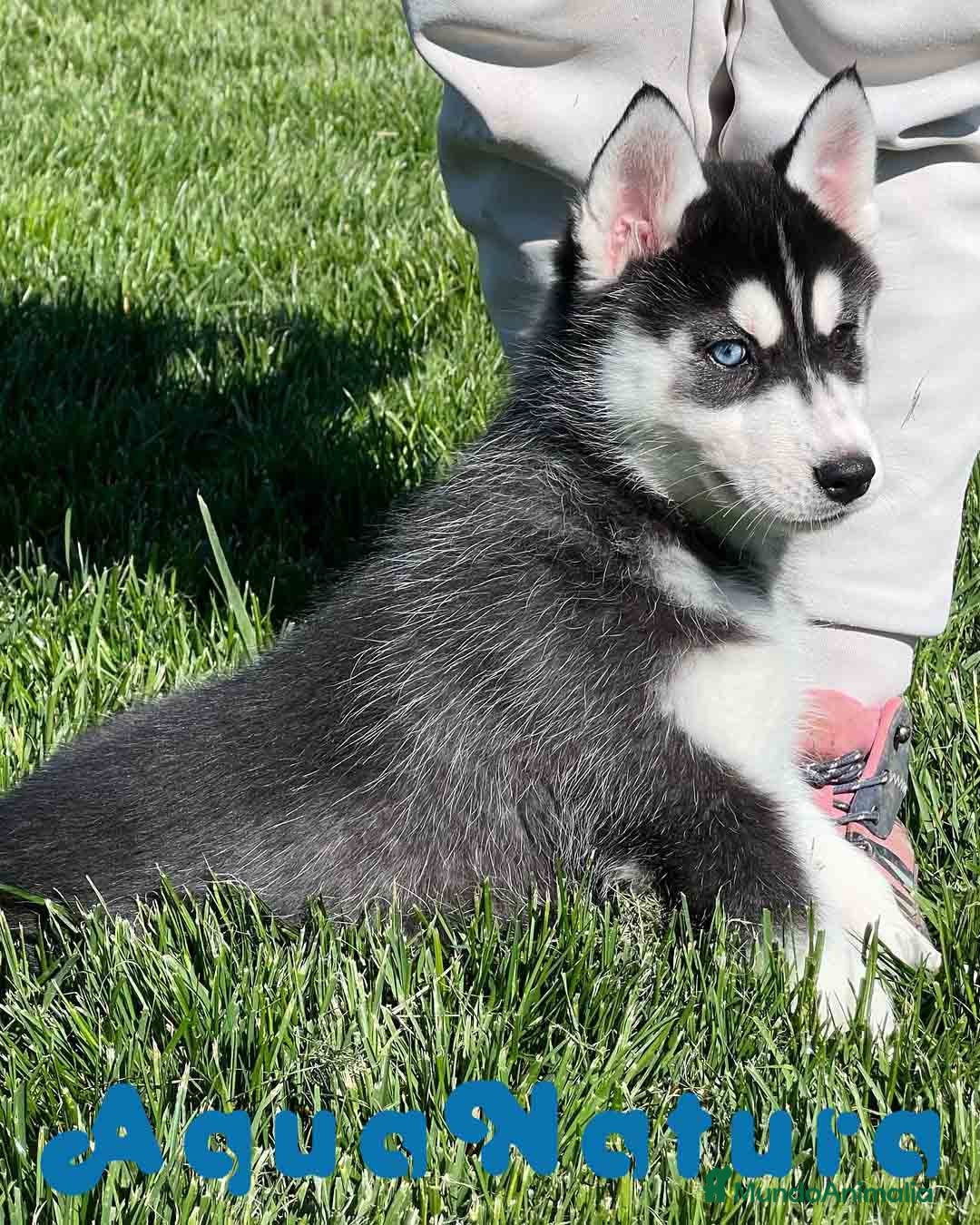 Husky Siberiano perros Husky Siberiano Hembra DCD 4 AQUANATURA en Barcelona - Anuncio 2