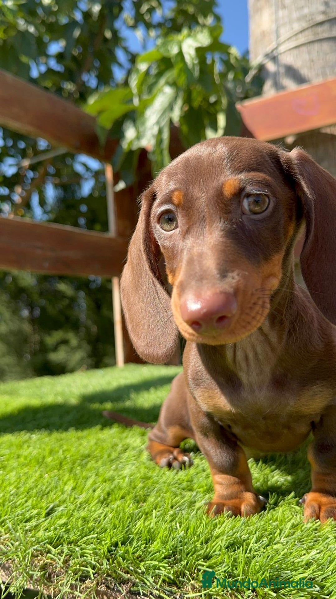 Teckel perros en venta: TECKEL MINIATURA HEMBRA - Imagen 6