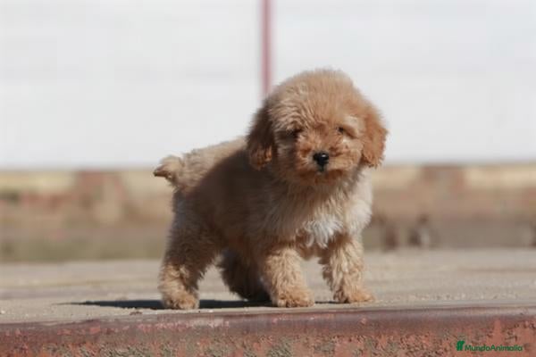 Caniche Toy perros Caniche toy - Anuncio 2