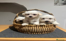 Bichón Maltés perros en venta: Bichon maltés  - Imagen 1