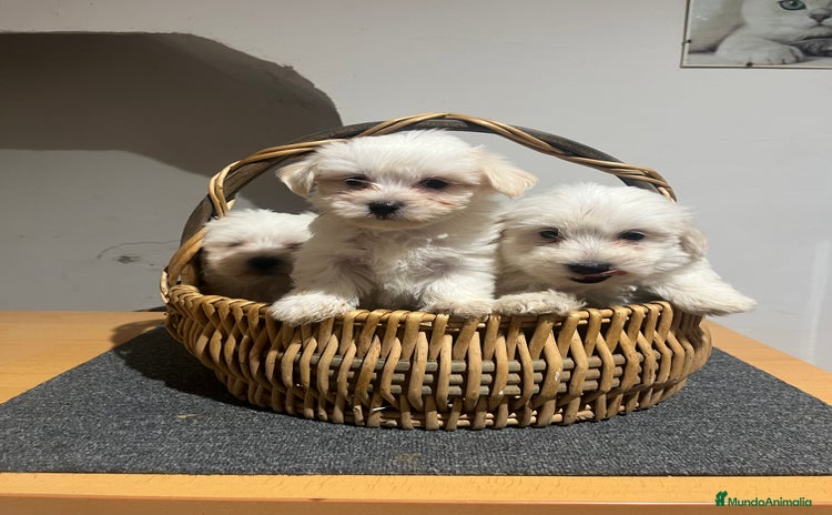 Bichón Maltés perros - Anuncio 2