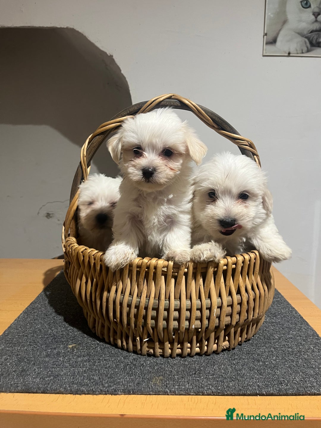 Bichón Maltés perros en venta: Bichon maltés  - Imagen 1