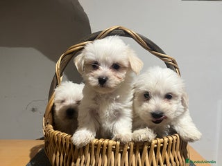 Bichón Maltés perros - Anuncio 11