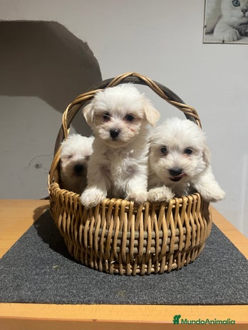 Bichón Maltés perros - Anuncio 11
