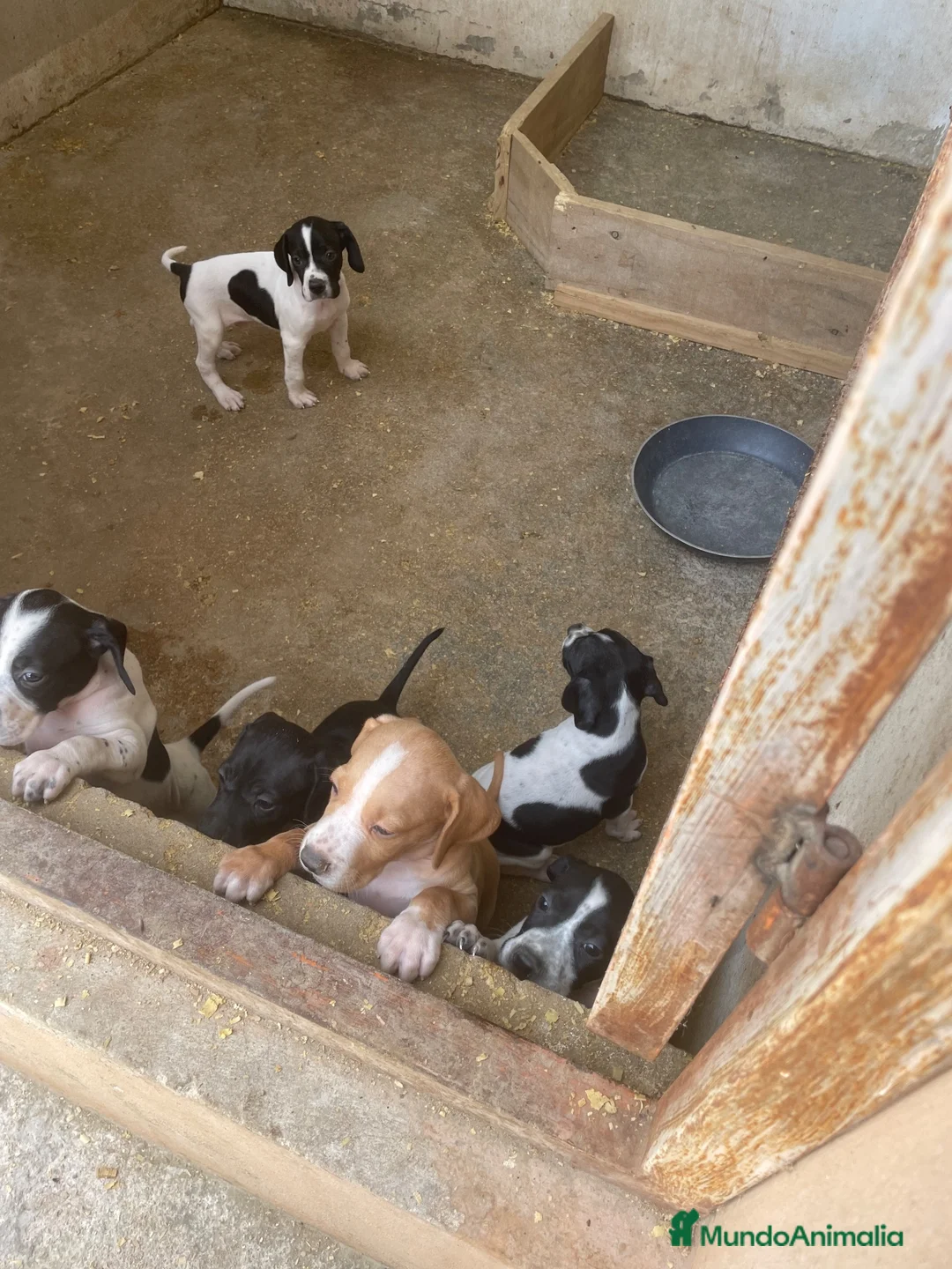Pointer perros en venta: Impresionantes cachorros pointer  - Anuncio 3