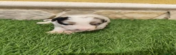 Border Collie perros en venta: Hembra Border collie Tri blue choco - Anuncio 6